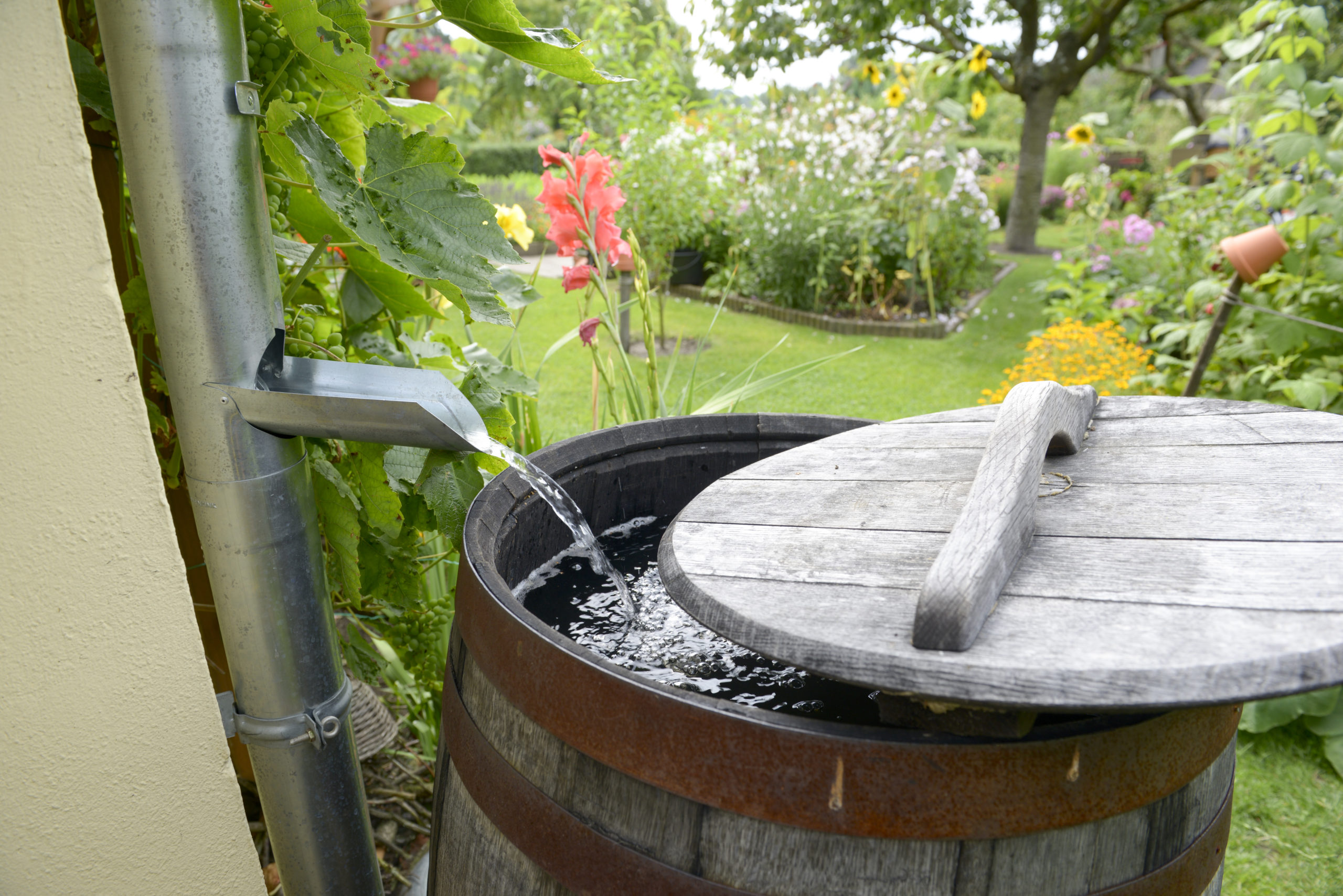 rain barrel