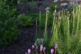 Create A Rain Garden