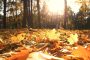 Leave The Leaves!